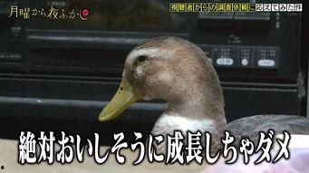 娱乐吃瓜酱鸭鸭视频大全,盘点热门视频大全